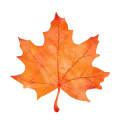 Watercolor painting of an orange maple leaf. Fall foliage illustration for seasonal designs. Autumn leaf art, perfect for Thanksgiving or autumnal themes.