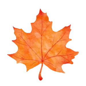 Watercolor painting of an orange maple leaf. Fall foliage illustration for seasonal designs. Autumn leaf art, perfect for Thanksgiving or autumnal themes.